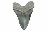 Serrated, Fossil Megalodon Tooth - South Carolina #365715-2